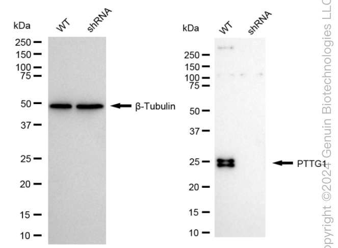 WB - KD-Validated Anti-PTTG1 Rabbit Monoclonal Antibody AGI1683